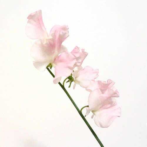 ピンクスロース Pink Sloth