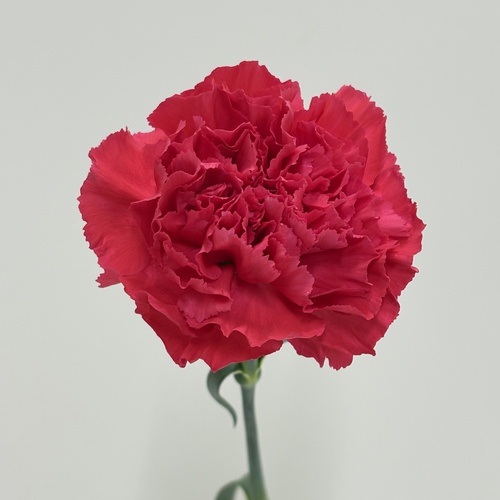 リリッシュ Celish