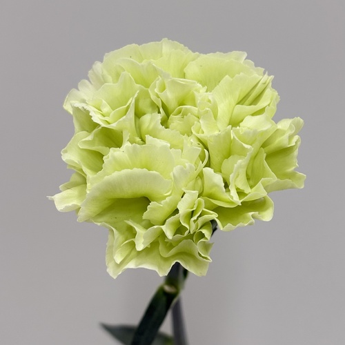 グリーンベル Green Bell