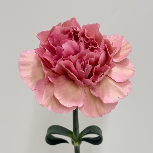 ハッピーチェリー Happy Cherry