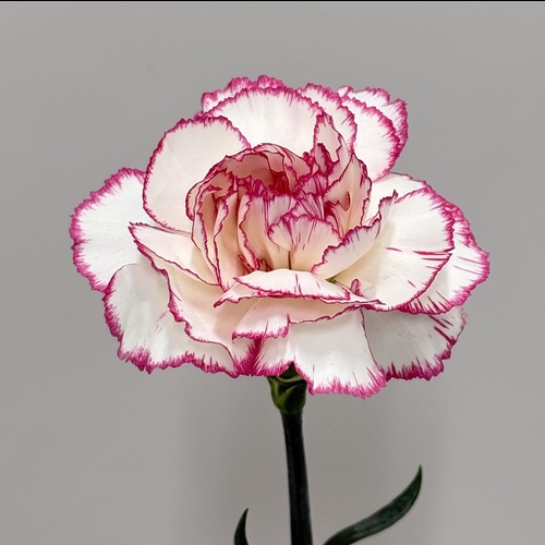 パステルダマスカス Pastel Damascus