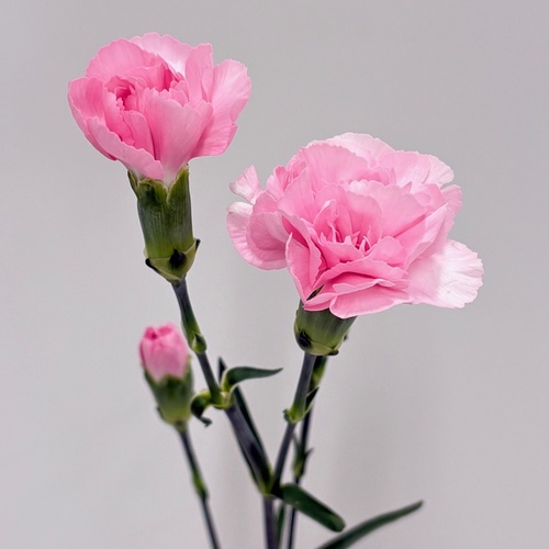 ピンクロッセ Pink　Rosse