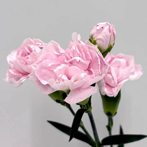 フェリアス Fairies