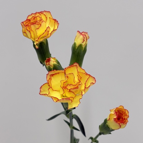 ポップレンジ Pop　Range