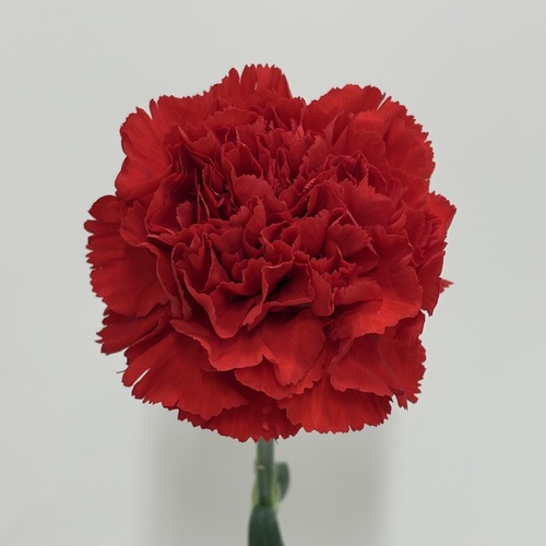 ファンファーレ Fanfare