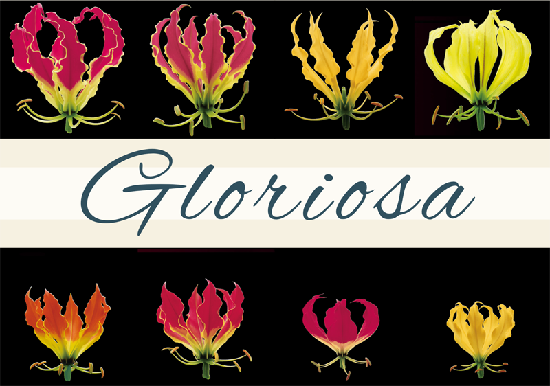 gloriosa